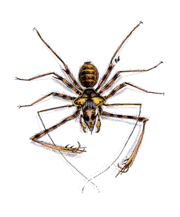 Giant house spider - Wikipedia