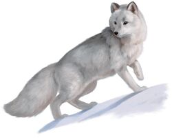 Arctic fox5e