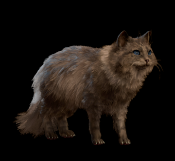 Cat, Forgotten Realms Wiki