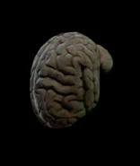 Intellect devourer cerebellum for alchemical use.