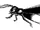 Giant firefly