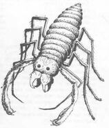 1st edition Solifugid