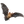 RLW Icon