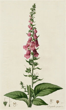 Foxglove antique drawing