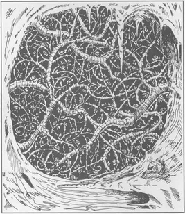 Strangleweed