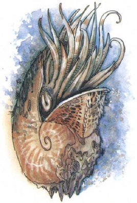 Giant nautilus 2e