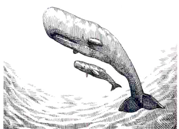 Whale