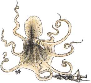 giant octopus giant octopus