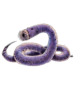 baby purple worm 5e