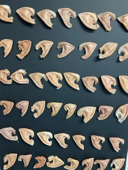 Elf ear prosthetics selected by Jonathan Goldstein in February 2021.
