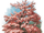 Arcadia