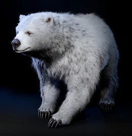 Polar bear | Forgotten Realms Wiki | Fandom