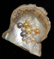 A variety of pearls By Hannes Grobe/AWI (Own work) CC-BY-3.0