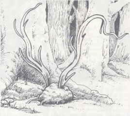 Whipweed-D&D Basic