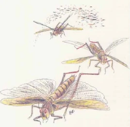 Locust swarm