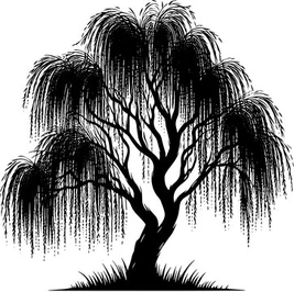 Black willow tree