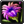 Icon flower 04
