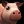 Inv babypig