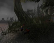 Strand und Wald an der Dunkelküste