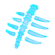 Thorax Spectral