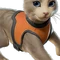 The Best Cat (Harness - Orange Cat) - Sidekick - Fortnite