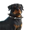 EsDeeKid's Cerberus (EsDeeKid's Cerberus (collar on)) - Sidekick - Fortnite