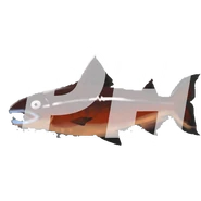 Placeholder Icon For The Coho Hop Flopper