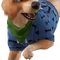 Bonesy (Sweater - Paws & Bones) - Sidekick - Fortnite