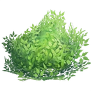 Bush