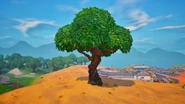 Lonely Tree
