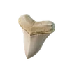 Shark Tooth - Material - Fortnite
