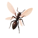 Ant-Tonio - Back Bling - Fortnite