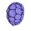 Kamesennin's Shell - Back Bling - Fortnite