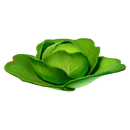 Cabbage