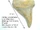 Pathological shark teeth