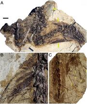 Beipaiosaurus 2009 multi