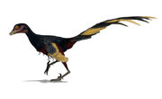 The troodontid  was originally classified as a bird related to .