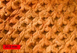 External mold of  from the  of .