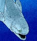 Titanichthys agassizi