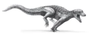 Araripesuchus wegeneri