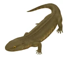 Ariekanerpeton