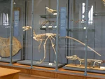 A Dromaeosaurus skeleton