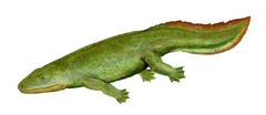 Hynerpeton, an early Tetrapod.