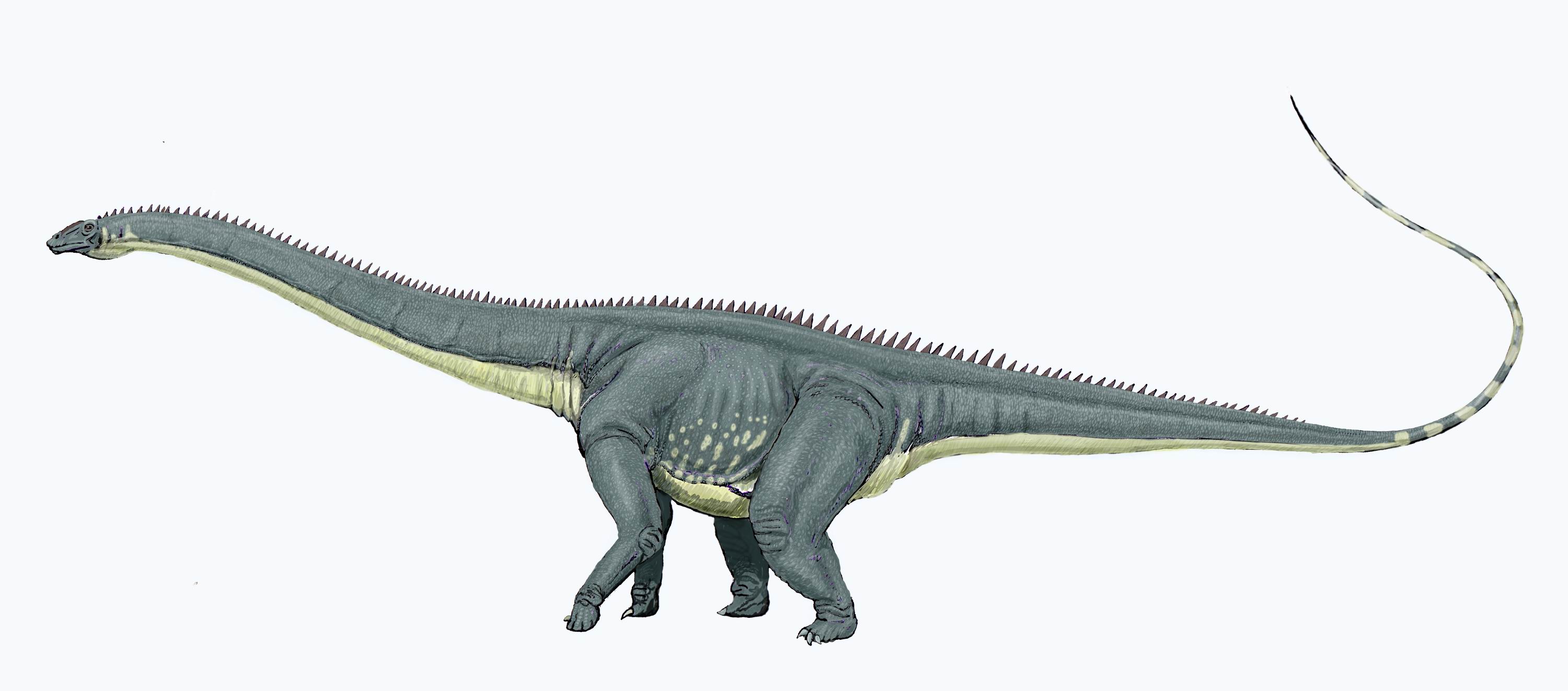 File:Diplodocus4.jpg - Wikipedia