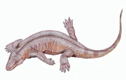 Small diadectid .