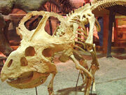 Protoceratops-skeleton