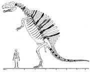 Spinosaurus Monograph