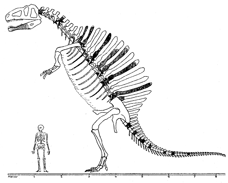 Spinosaurus | Fossil Wiki | Fandom