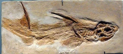 Hybodus fraasi