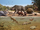 Falcontoxodon